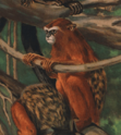 Drawing of brown monkeys