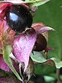 Leycesteria formosa berries close-up