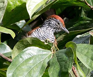 Lined-Antshrike.jpg