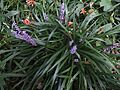 Liriope muscari, Institute for Nature Study, Tokyo 02