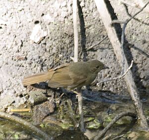 Little Greenbul (Andropadus virens) near water