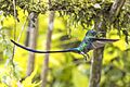 Long-tailed sylph (Aglaiocercus kingii kingii) male in flight Cundinamarca
