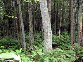 MA Acushnet Cedar Swamp 300x275 nnl nps.jpg