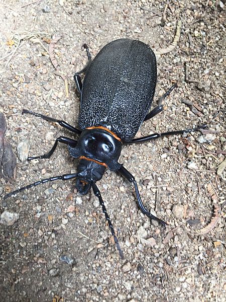 Madre de la Culebra 1