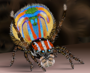 Male peacock spider2