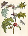 Merian Metamorphosis VI