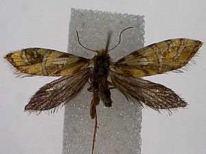 Micropardalis aurella.jpg