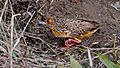 Micropygia schomburgkii - Ocellated crake; Uberaba, Minas Gerais, Brazil (cropped)