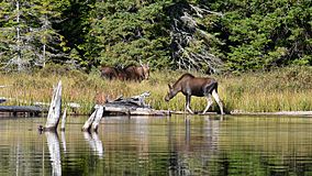 Moose (Alces alces), Female and Juvenile - Algonquin Provincial Park, Ontario.jpg