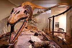 Mosasaur Texas Science and Natural History Museum Austin 2024.jpg