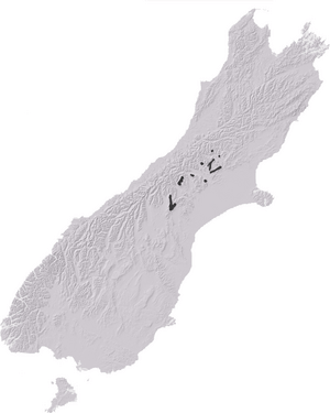 NZAcrididae7.png