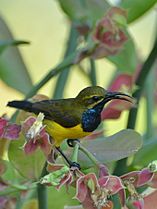Nectarinia jugularis - Manado