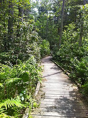 Nehantic Trail - Rhododendron Sanctuary Trail planked wooden boardwalk section.jpg