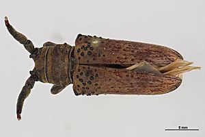 Oncideres crassicornis.jpg