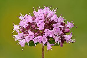 Origanum vulgare inflorescence - Keila