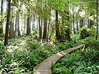 Boardwalk through temperate rainforest with sun shining through trees