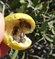 P2220015 Capparis lasiantha mature fruit that has split open