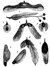 PSM V19 D181 Various seeds of trees