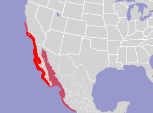 Main range is from Southern California to the southern tip of Baja California; peripheral range extends slightly further north to Central California, and includes the Gulf of California, and the western coast of Mexico south to the Gulf of Tehuantepec.