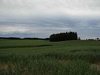 Peace Country grain fields