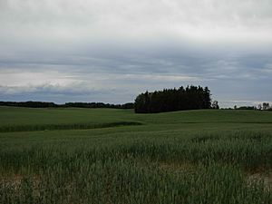 Grain fields in the Peace Country