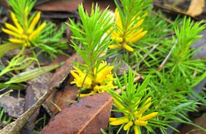 Persoonia chamaepitys 1.jpg