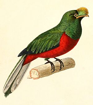 Pharomachrus antisianus 1847