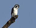 Pied Falconet AMSM5478 PFAL