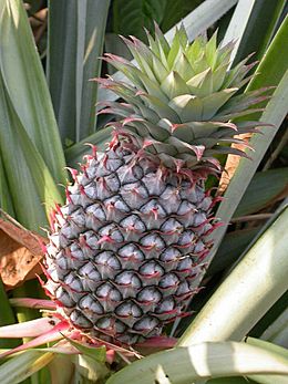 Pineapple1