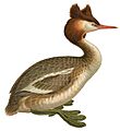 Podiceps cristatus Naumann white background