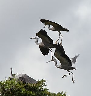 Prepare for landing, a group of White-faced Herons squabble as they approach a perch
