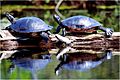 Pseudemys rubriventris basking northern red bellied crooters turtles.jpg
