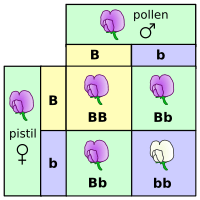 Punnett square mendel flowers