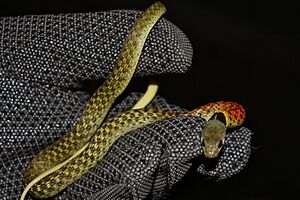 Red-necked Keelback (Rhabdophis subminiatus) 紅脖游蛇9