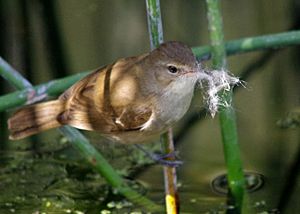 Reed Warbler nest building by Gary Tate