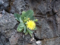 Reichardia famarae Mirador del Rio