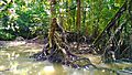 Rhizopora stylosa Found in Mangrove of Cilintang, Taman Nasional Ujung Kulon, Banten