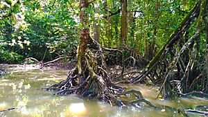 Rhizopora stylosa Found in Mangrove of Cilintang, Taman Nasional Ujung Kulon, Banten