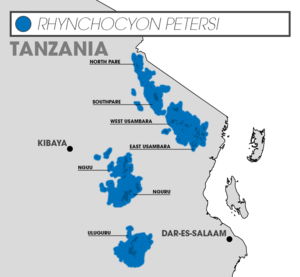 Rhynchocyon petersi (forest patches)