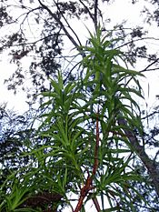 Richea dracophylla, Snug river, southern Tasmania (2538642333)