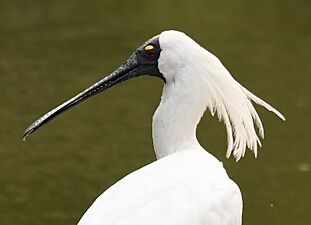 Royal Spoonbill 001a