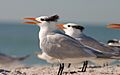 Royal Tern