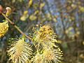 Salix cinerea flowers-2