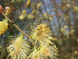 Salix cinerea flowers-2