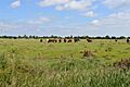 Sandbeach Meadows 2