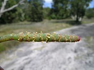 Sarcocornia quinqueflora flowerhead1 - Flickr - Macleay Grass Man