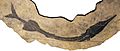 Saurichthys fossil