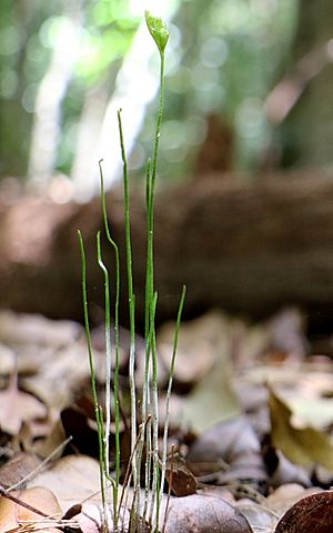 Schizaea species rainforest floor.jpg