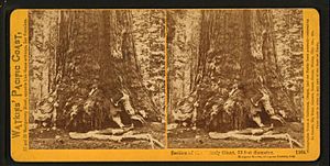 Section of the Grizzly Giant, looking up, Mariposa Grove, Mariposa County, Cal, by Watkins, Carleton E., 1829-1916 2