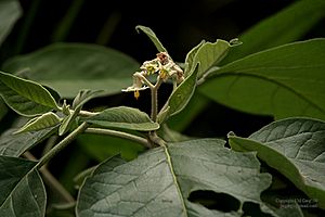 Solanum erianthum Don W IMG 1621